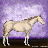 Horse Color:Gold Champagne Dun Splash 