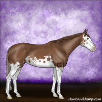 Horse Color:Chestnut Splash 
