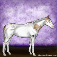 Horse Color:Red Dun Splash Tobiano Rabicano