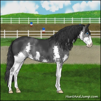 Horse Color:Black Splash 