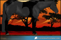 Horse Color:Gray Void Black Tobiano 