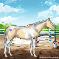 Horse Color:Silver Amber Cream Champagne Dun Tobiano 