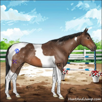 Horse Color:Bay Tobiano 
