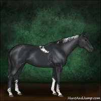 Horse Color:Black Tobiano