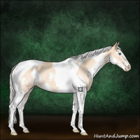 Horse Color:Silver Classic Champagne Splash Tobiano