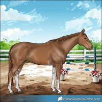 Horse Color:Chestnut Tobiano