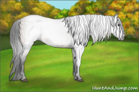 Horse Color:Gray Bay 