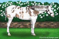 Horse Color:White Spotted Bay Roan Splash Appaloosa