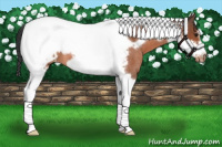 Horse Color:Bay Roan Tobiano Frame Appaloosa