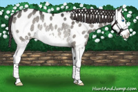 Horse Color:Brown Dun Sabino Splash Appaloosa Rabicano