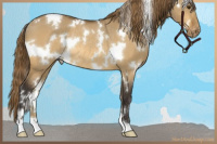 Horse Color:White Spotted Buckskin Dun Appaloosa Rabicano 