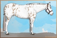 Horse Color:White Spotted Buckskin Dun Appaloosa 