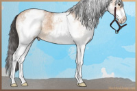 Horse Color:White Spotted Bay Dun Sabino Rabicano 