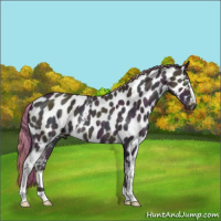Horse Color:White Spotted Midnight Gold Champagne Dun Appaloosa 