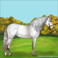 Horse Color:Gray Chocolate Palomino Roan Sabino 