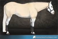 Horse Color:Palomino Dun Splash 