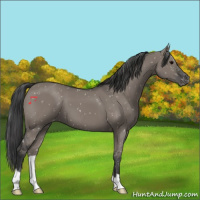 Horse Color:Grullo Appaloosa 
