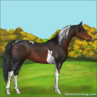 Horse Color:Brown Tobiano 