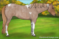 Horse Color:Red Roan Tobiano 