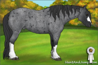 Horse Color:Blue Roan 