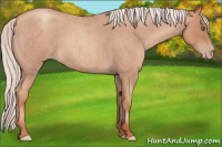 Horse Color:Silver Classic Champagne Roan 