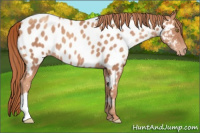 Horse Color:Gold Champagne Appaloosa