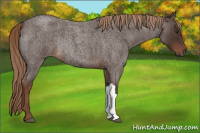 Horse Color:Liver Red Roan Rabicano