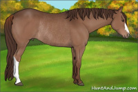 Horse Color:Liver Chestnut Rabicano 
