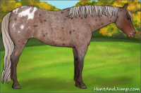 Horse Color:Silver Bay Roan Appaloosa