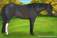 Horse Color:Brown Roan 