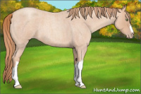 Horse Color:Gold Champagne Roan