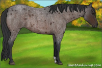 Horse Color:Brown Roan