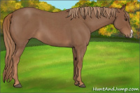 Horse Color:Red Roan 