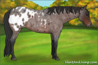 Horse Color:Brown Roan Appaloosa 