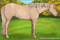 Horse Color:Gold Champagne Roan 