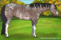 Horse Color:Brown Ice Rabicano 