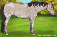 Horse Color:Classic Champagne Ice Roan