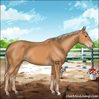 Horse Color:Chestnut 