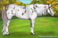 Horse Color:White Spotted Liver Chestnut Splash Appaloosa 