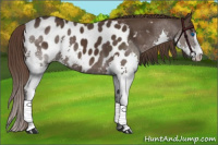 Horse Color:Liver Chestnut Sabino Splash Appaloosa 