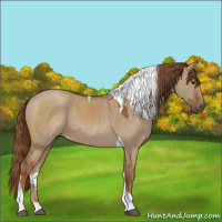 Horse Color:Red Dun Tobiano