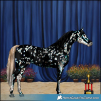 Horse Color:Void Red Dun Ice Appaloosa and Red Dun Ice Frame Appaloosa