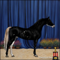 Horse Color:Void Red Dun Ice Appaloosa and Red Dun Ice Frame Appaloosa