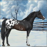 Horse Color:Brown Appaloosa 