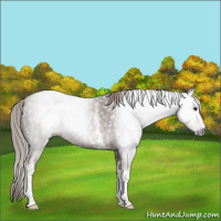 Horse Color:Gray White Spotted Chestnut