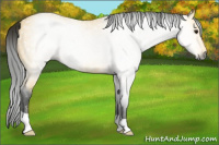 Horse Color:Gray Buckskin Roan 