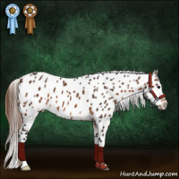 Horse Color:Brown Appaloosa 
