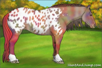 Horse Color:Nacre Liver Red Dun Appaloosa
