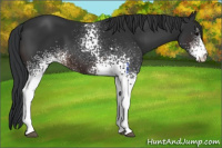 Horse Color:White Spotted Brown 