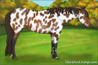 Horse Color:Buckskin Appaloosa 